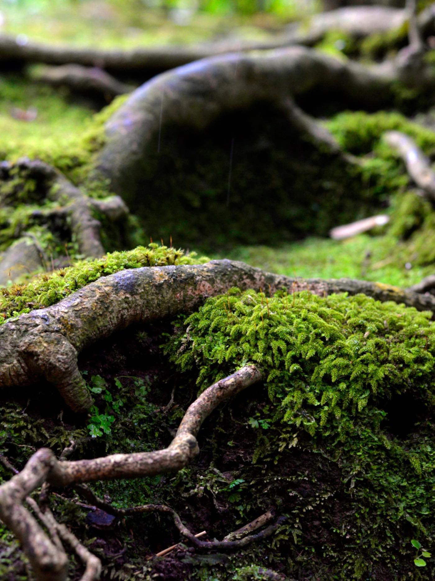 Moss and tree roots